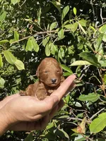 Bentley , a male Poodle - Toy  for sale in Sacramento, CA – 2 of 2