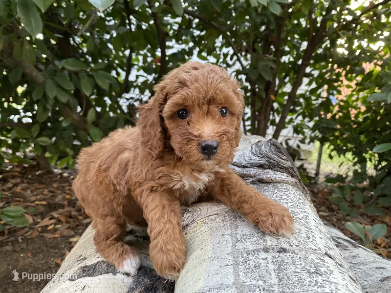 Lucy – Poodle - Toy  puppy for sale in Sacramento, CA