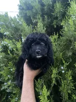 Olive, a female Poodle - Toy  for sale in Sacramento, CA – 2 of 8