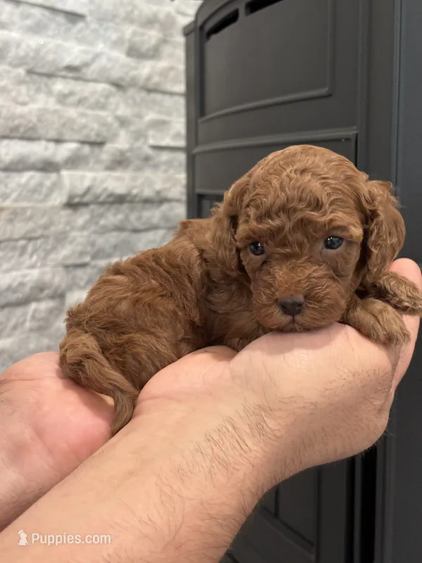 Mia – Poodle - Toy  puppy for sale in Sacramento, CA