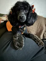 Coco, a female Poodle - Toy  for sale in Sacramento, CA – 3 of 3