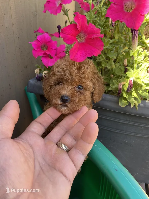 Mia – Poodle - Toy  puppy for sale in Sacramento, CA