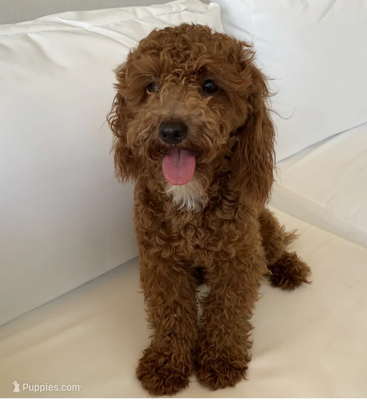 Coco – Poodle - Toy  puppy for sale in Sacramento, CA