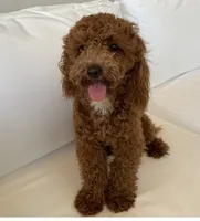 Coco, a female Poodle - Toy  for sale in Sacramento, CA – 2 of 3