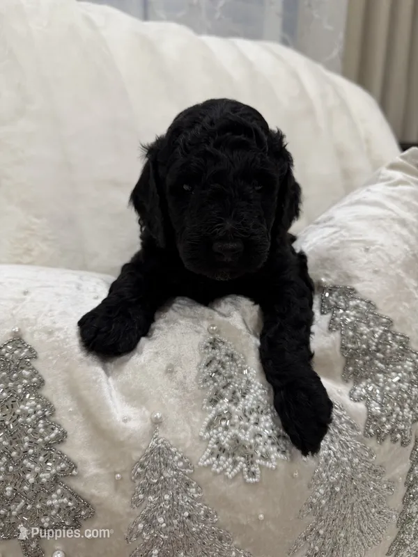 Bentley  – Poodle - Toy  puppy for sale in Sacramento, CA
