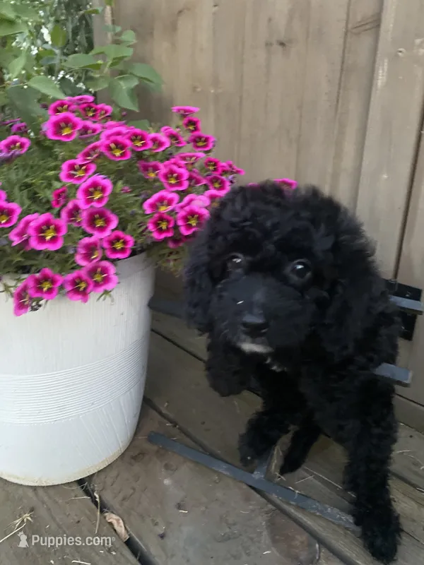 Olive – Poodle - Toy  puppy for sale in Sacramento, CA