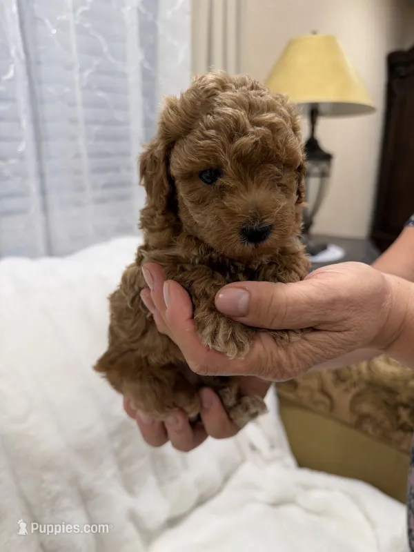 Mia – Poodle - Toy  puppy for sale in Sacramento, CA