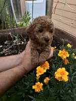 Mia, a female Poodle - Toy  for sale in Sacramento, CA – 4 of 4