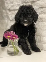 Olive , a female Poodle - Toy  for sale in Sacramento, CA – 1 of 5