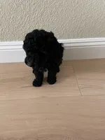 Mia, a female Poodle - Toy  for sale in Sacramento, CA – Photo 2 of 4