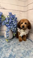 Coco, a female Poodle - Toy  for sale in Sacramento, CA – 1 of 3