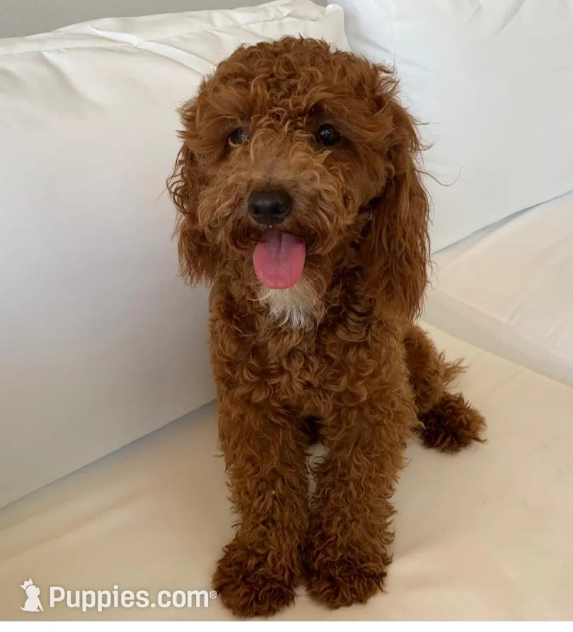 Cocoa, a female Poodle - Toy  for sale in Sacramento, CA – 4 of 5