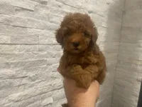 Lily, a female Poodle - Toy  for sale in Sacramento, CA – 4 of 4