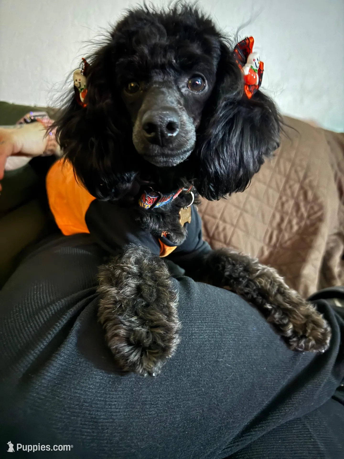 Mia, a female Poodle - Toy  for sale in Sacramento, CA – Photo 4 of 4