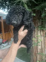 Mia, a female Poodle - Toy  for sale in Sacramento, CA – 3 of 6
