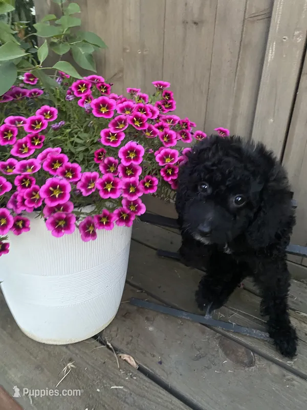 Olive – Poodle - Toy  puppy for sale in Sacramento, CA