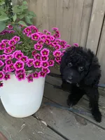 Olive, a female Poodle - Toy  for sale in Sacramento, CA – 1 of 8