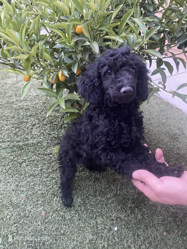 Mia – Poodle - Toy  puppy for sale in Sacramento, CA