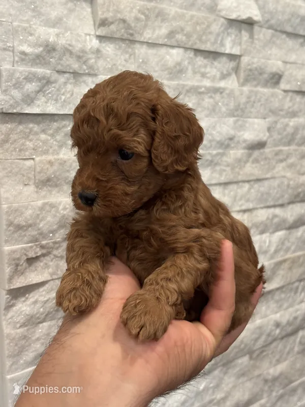 Romeo – Poodle - Toy  puppy for sale in Sacramento, CA