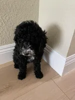 Snowy, a female Poodle - Toy  for sale in Sacramento, CA – Photo 3 of 3