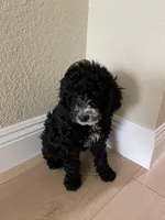 Snowy, a female Poodle - Toy  for sale in Sacramento, CA – Photo 2 of 3