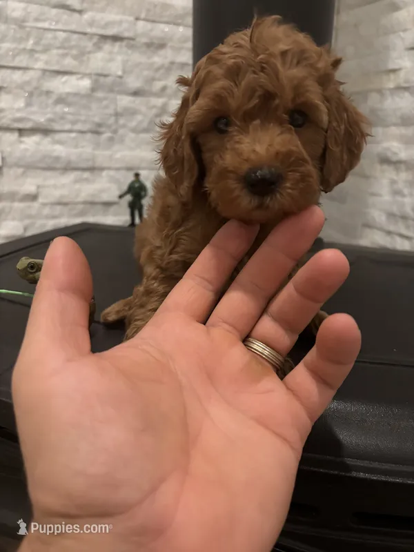 Bob – Poodle - Toy  puppy for sale in Sacramento, CA