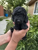 Bentley / Karamyshka, a male Poodle - Toy  for sale in Sacramento, CA – 2 of 4