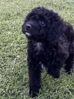 Olive, a female Poodle - Toy  for sale in Sacramento, CA – 5 of 7