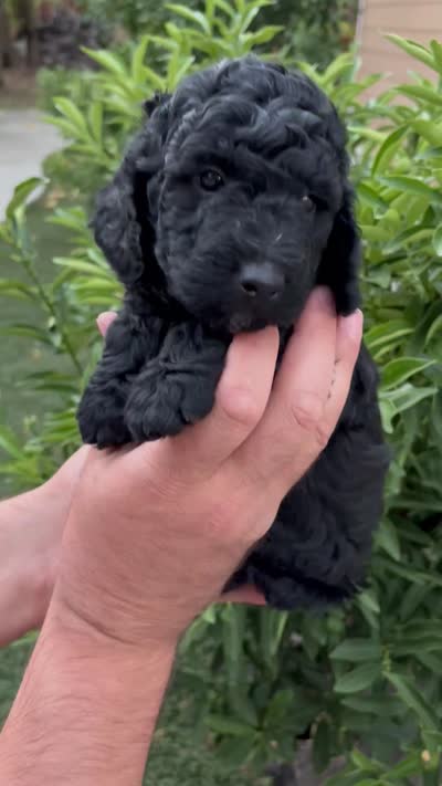 Karamyshka / Bentley , a male Poodle - Toy  for sale in Sacramento, CA – 3 of 3