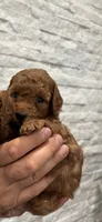 Romeo, a male Poodle - Toy  for sale in Sacramento, CA – 3 of 4