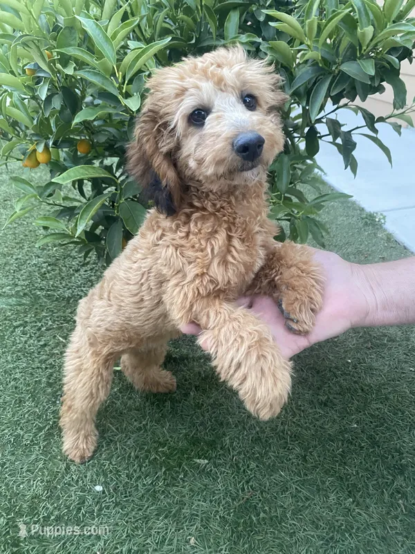 Cocoa – Poodle - Toy  puppy for sale in Sacramento, CA