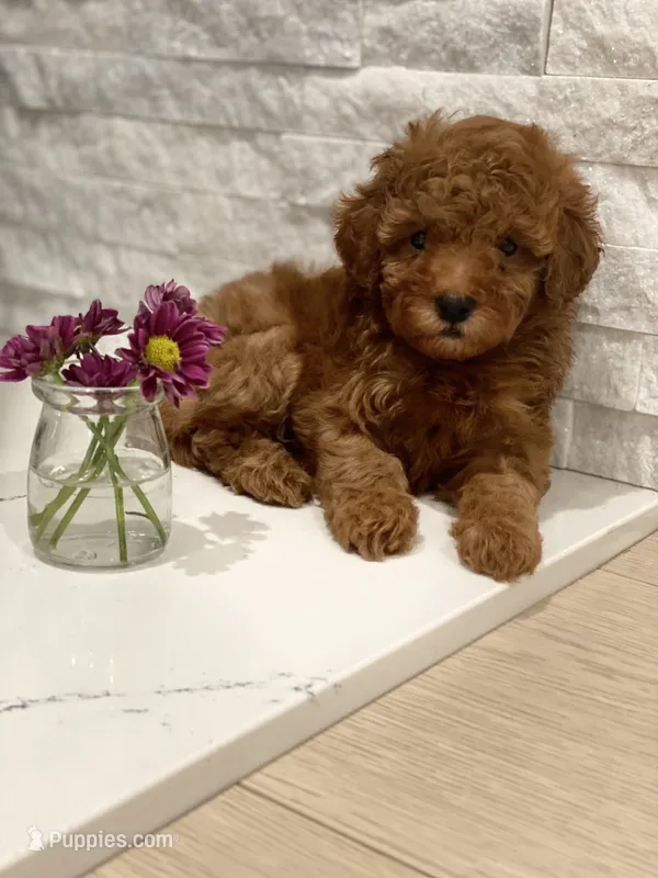 Lily – Poodle - Toy  puppy for sale in Sacramento, CA