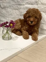 Lily, a female Poodle - Toy  for sale in Sacramento, CA – 1 of 4