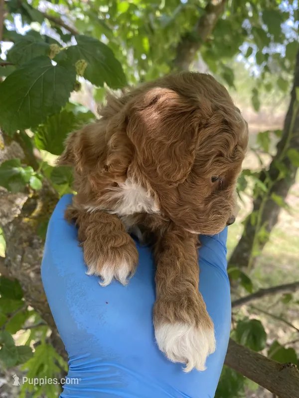 Lucy – Poodle - Toy  puppy for sale in Sacramento, CA