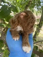 Lucy, a female Poodle - Toy  for sale in Sacramento, CA – 1 of 1
