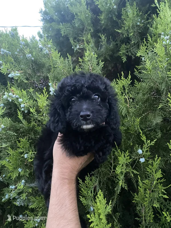 Olive – Poodle - Toy  puppy for sale in Sacramento, CA