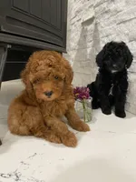 Lily, a female Poodle - Toy  for sale in Sacramento, CA – 3 of 4