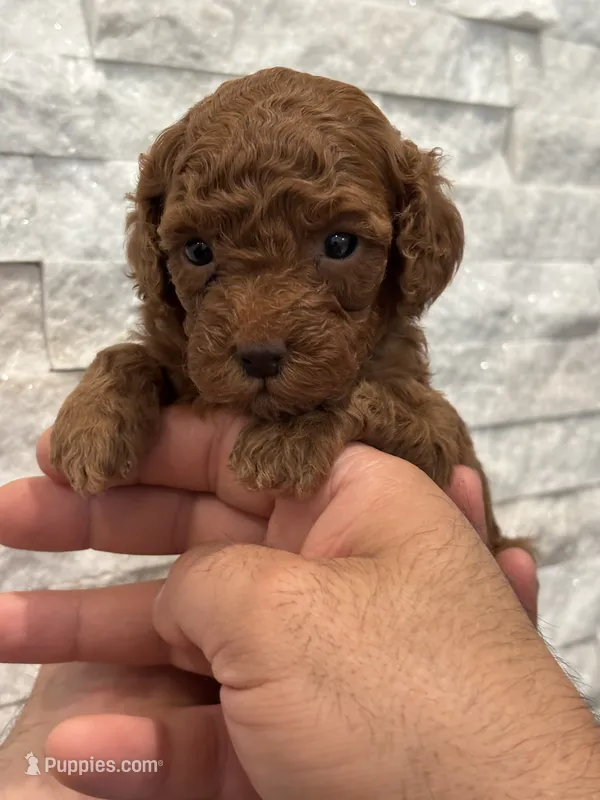 Mia – Poodle - Toy  puppy for sale in Sacramento, CA