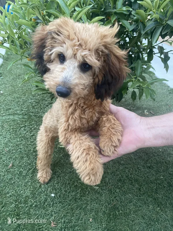 Cocoa – Poodle - Toy  puppy for sale in Sacramento, CA