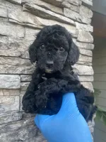 Zafee, a female Poodle - Toy  for sale in Sacramento, CA – 3 of 6