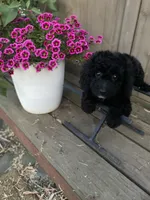 Olive , a female Poodle - Toy  for sale in Sacramento, CA – 3 of 8