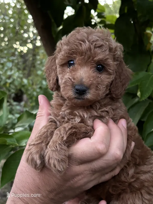 Mia – Poodle - Toy  puppy for sale in Sacramento, CA