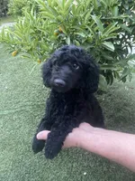 Mia, a female Poodle - Toy  for sale in Sacramento, CA – 2 of 6