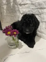 Zafee, a female Poodle - Toy  for sale in Sacramento, CA – 5 of 6