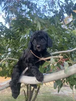 Zafee, a female Poodle - Toy  for sale in Sacramento, CA – 2 of 6