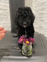 Zafee, a female Poodle - Toy  for sale in Sacramento, CA – 4 of 6