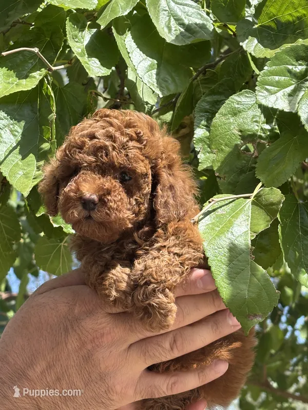 Mia – Poodle - Toy  puppy for sale in Sacramento, CA