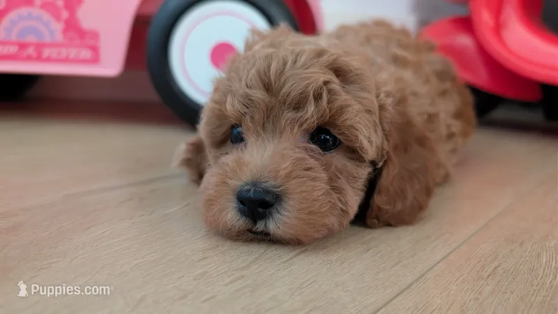 Mia – Poodle - Toy  puppy for sale in Sacramento, CA