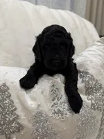 Karaman , a male Poodle - Toy  for sale in Sacramento, CA – 1 of 2