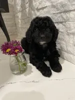 Olive , a female Poodle - Toy  for sale in Sacramento, CA – 4 of 5